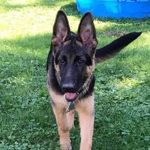 Meet your Posher, Lk